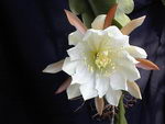 Epiphyllum Crenatum